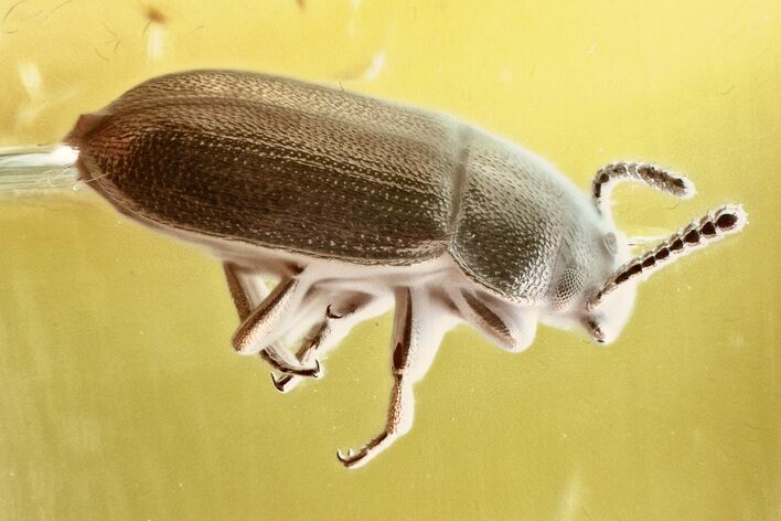 Detailed Hairy Fungus Beetle (Crowsonium) in Baltic Amber #330632